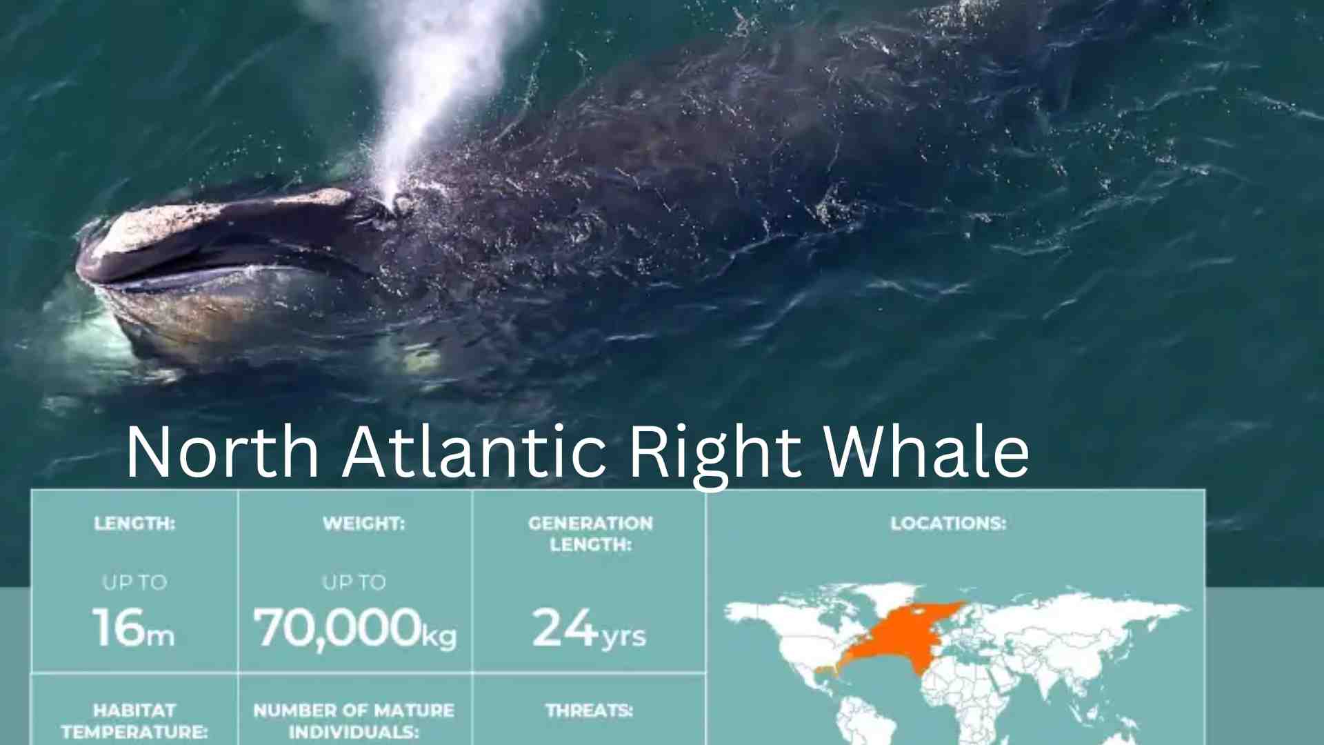 Whales in immediate need protection - Platform Tamil