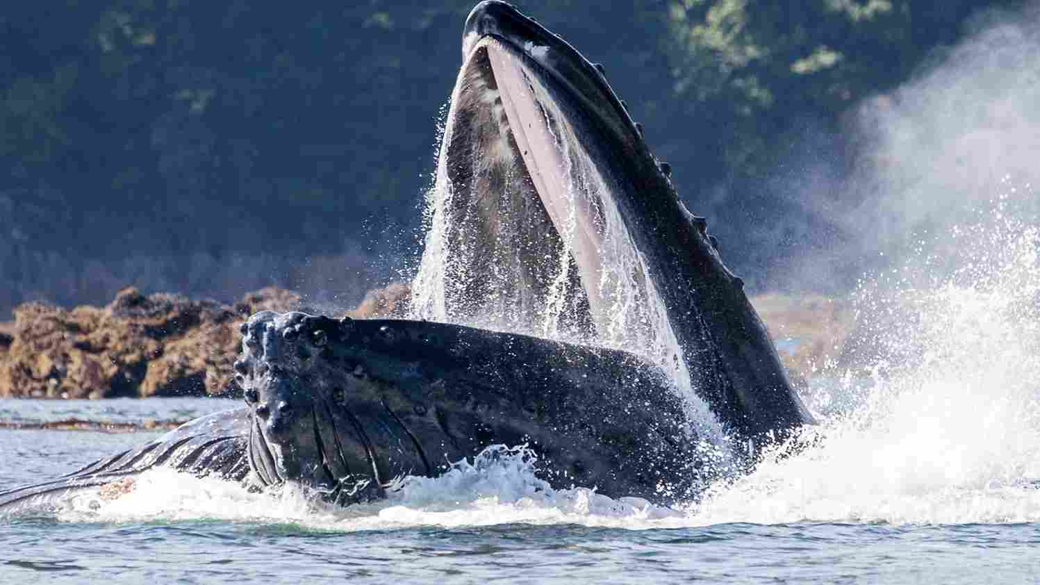 Whales in immediate need protection - Platform Tamil