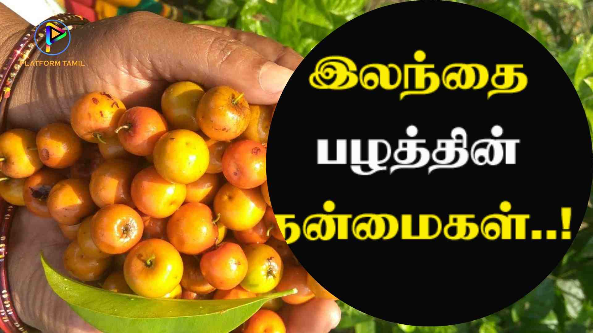 இலந்தைப்பழம்(Jujube Fruits) - Platform Tamil