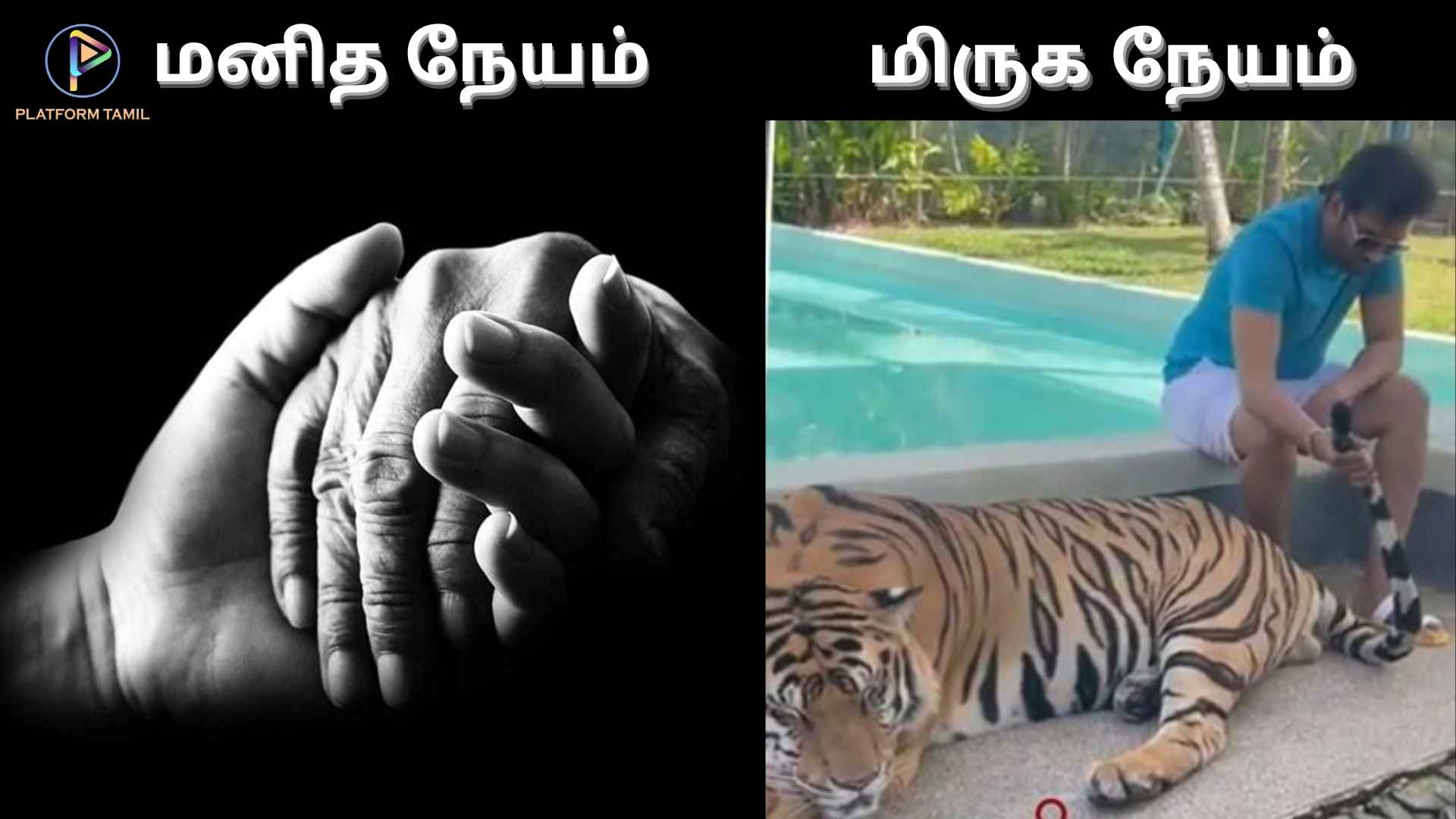 Santhanam pets a tiger in viral video - Platform Tamil