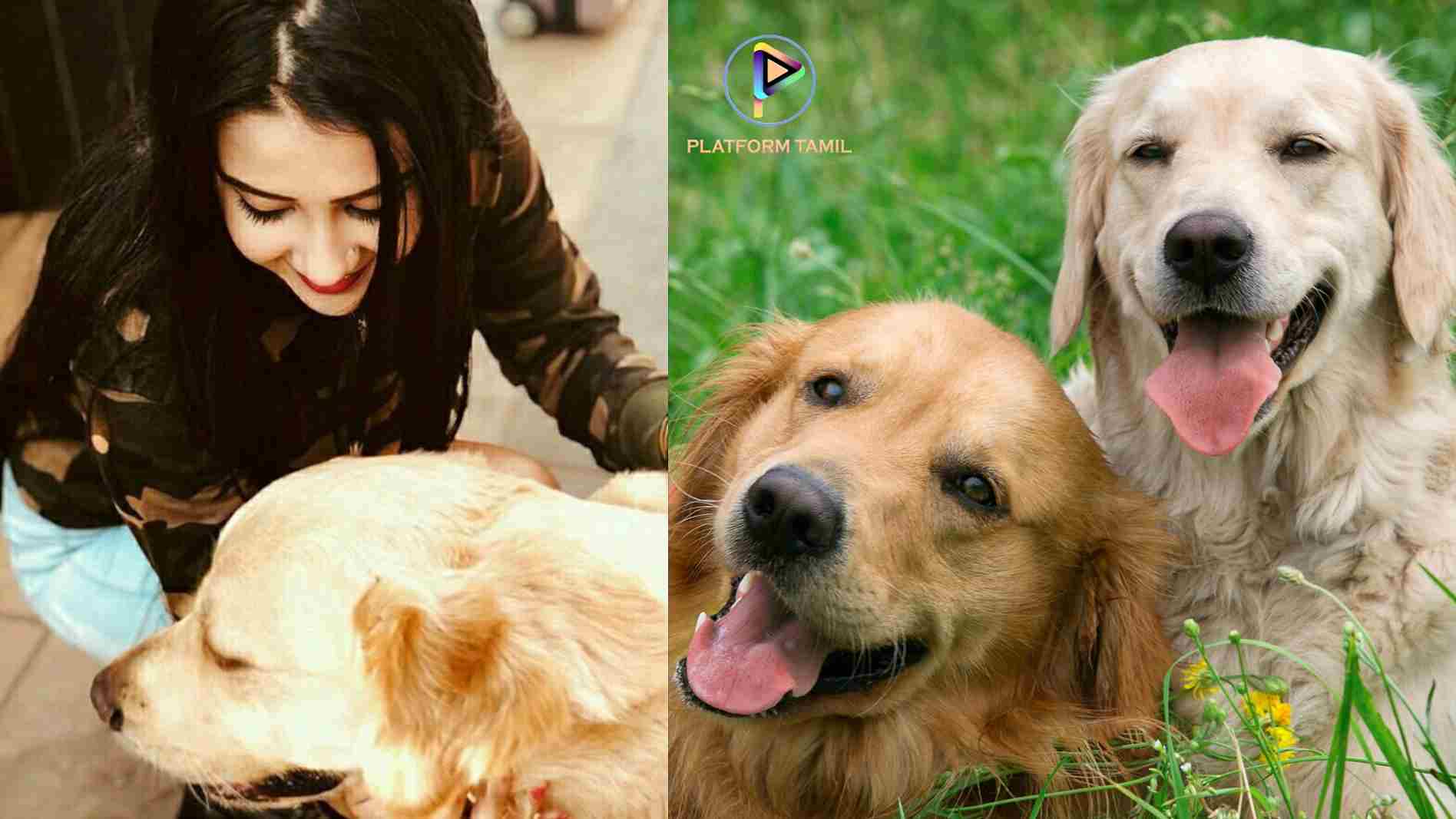 Interesting Facts About Dogs - Platform Tamil