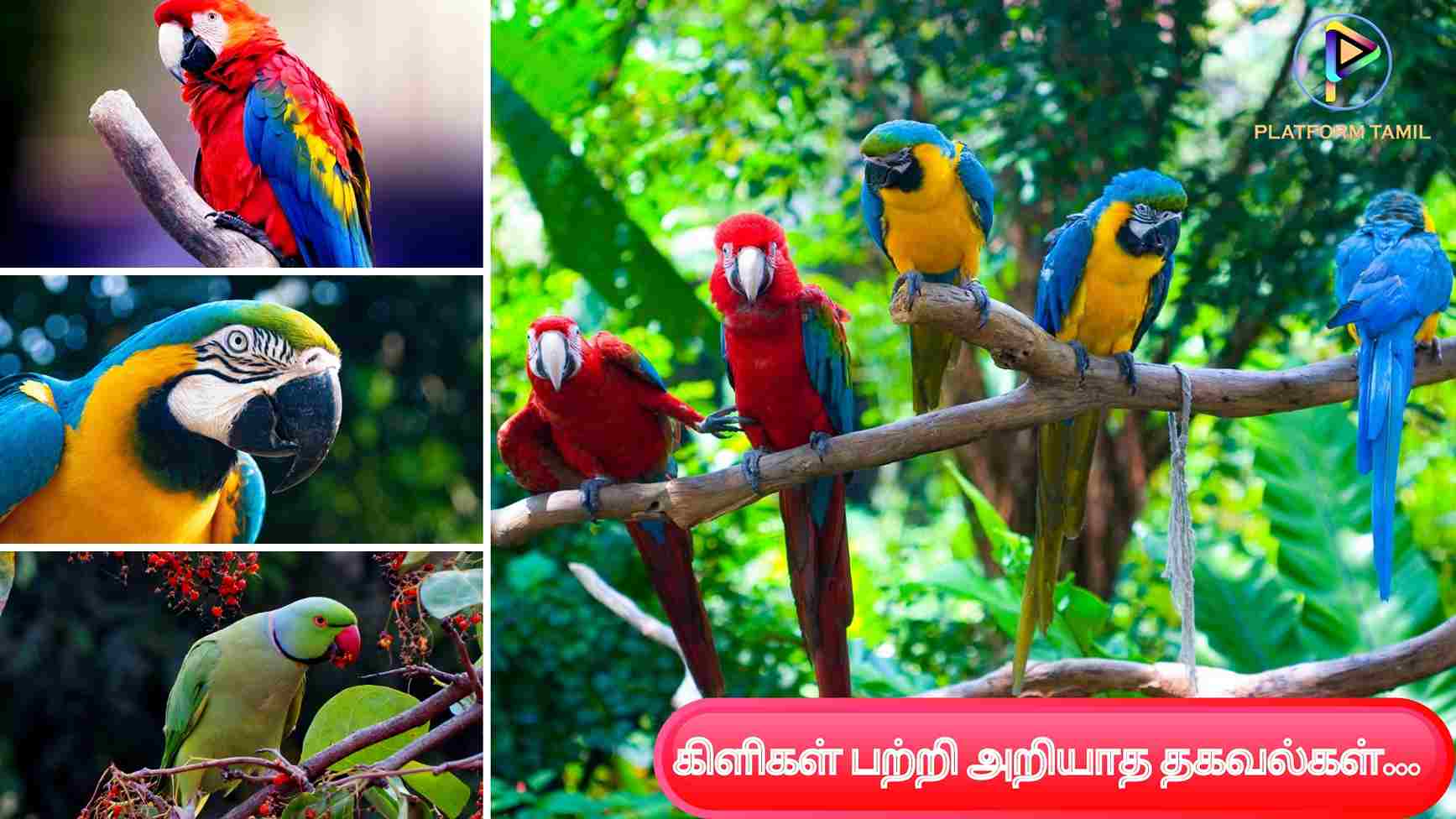 Facts About Parrot in Tamil - Platform Tamil