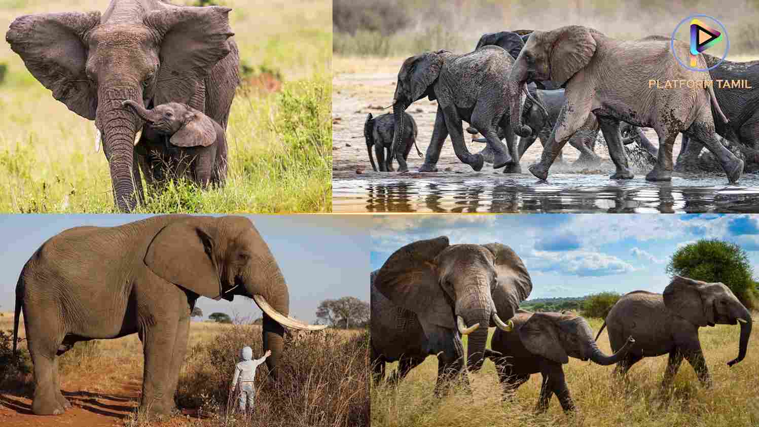 Facts About Elephants - Platform Tamil