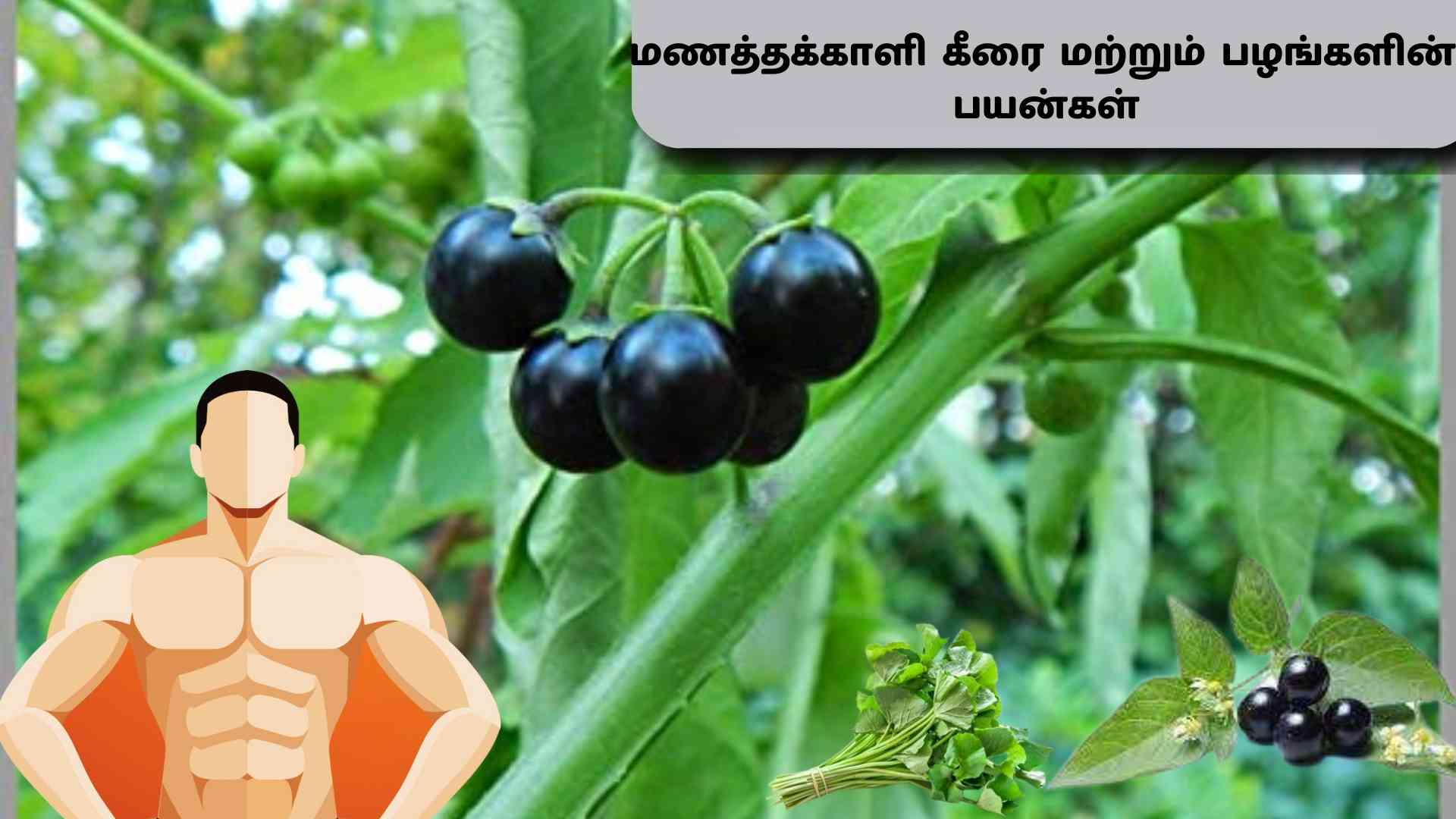 மணத்தக்காளி பழங்கள் மற்றும் மணத்தக்காளி கீரையின் பயன்கள் | Manathakkali And Manathakkali Keerai Benefits - Platform Tamil