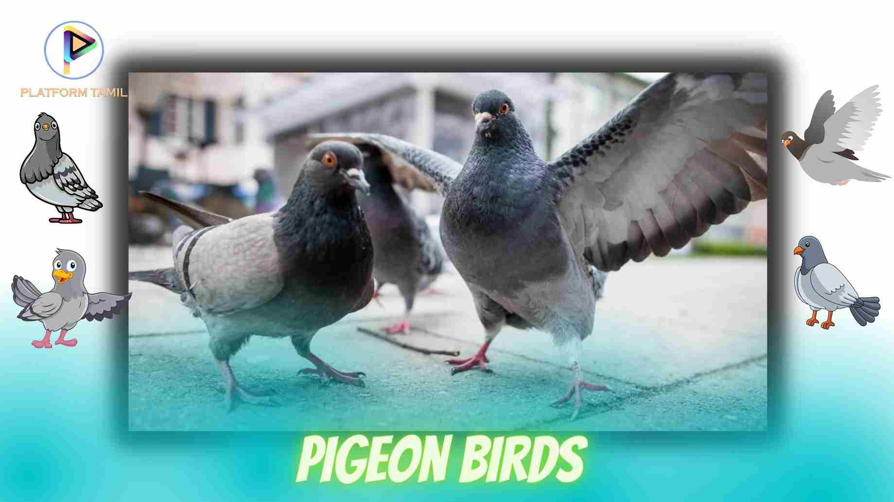 Facts About Dove Bird - Platform Tamil