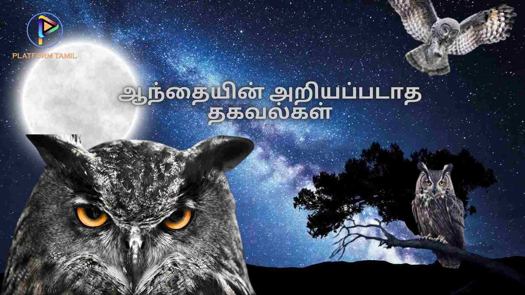 Interesting Facts About Owl: ஆந்தையின் அறியப்படாத தகவல்கள் - Platform Tamil