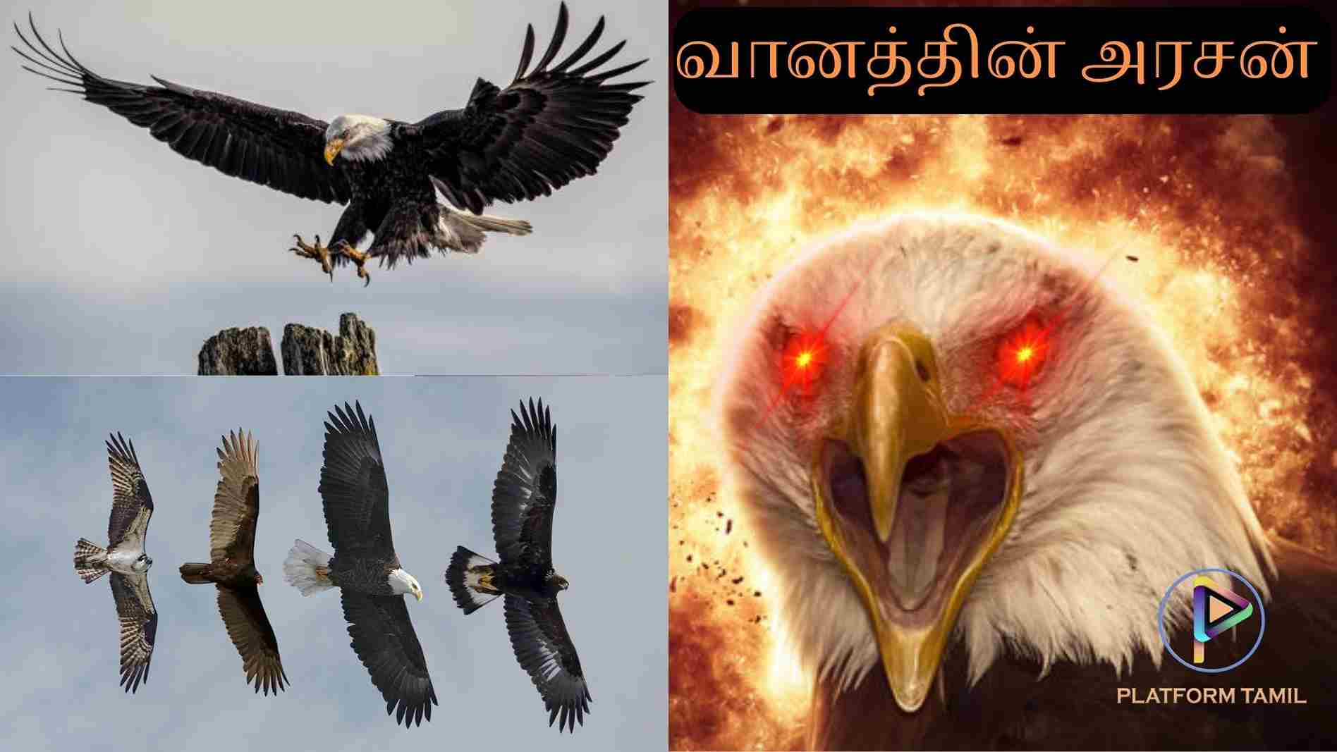 Interesting Facts About Eagle - Platform Tamil
