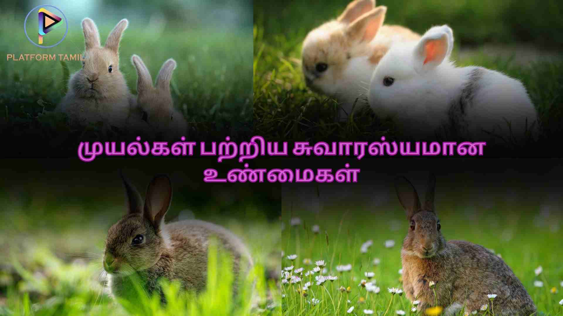 Interesting Facts About Rabbit - Platform Tamil