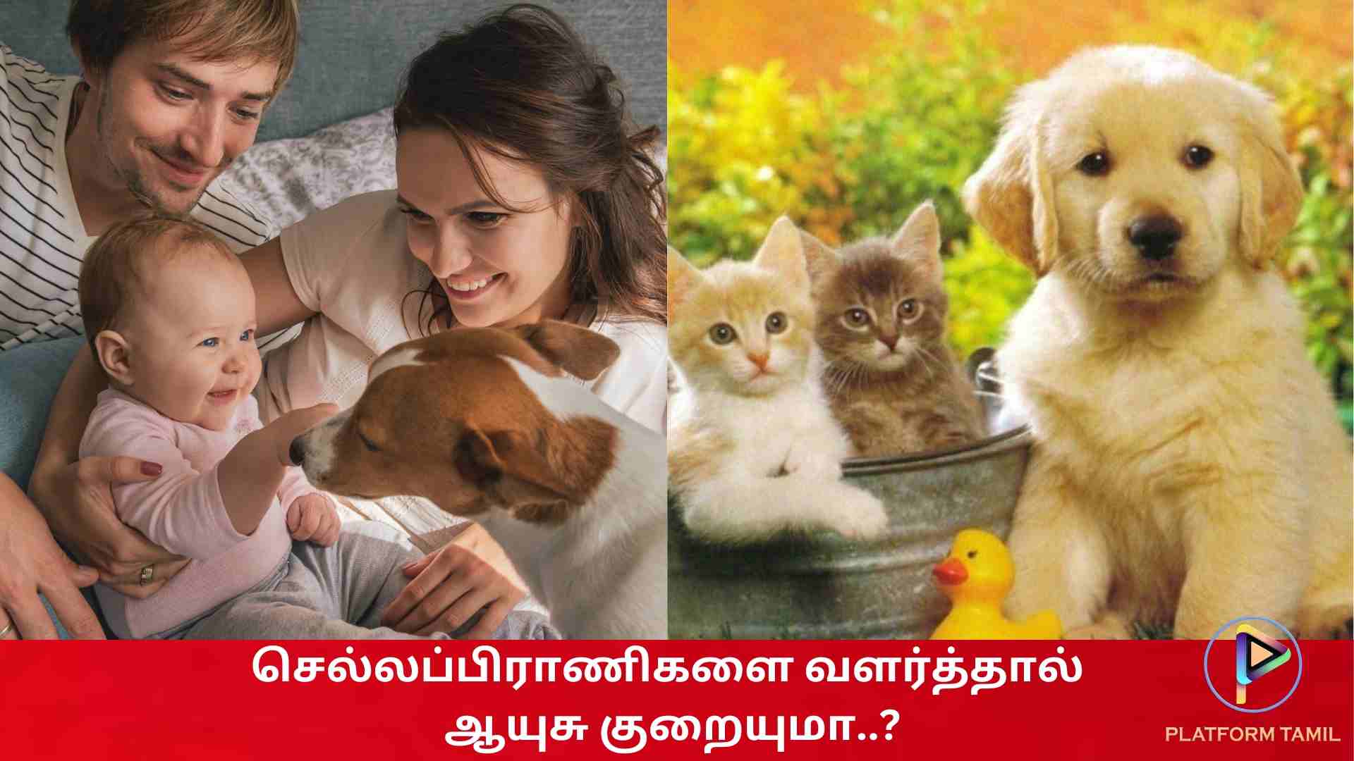 Problems For Pet Owners - Platform Tamil