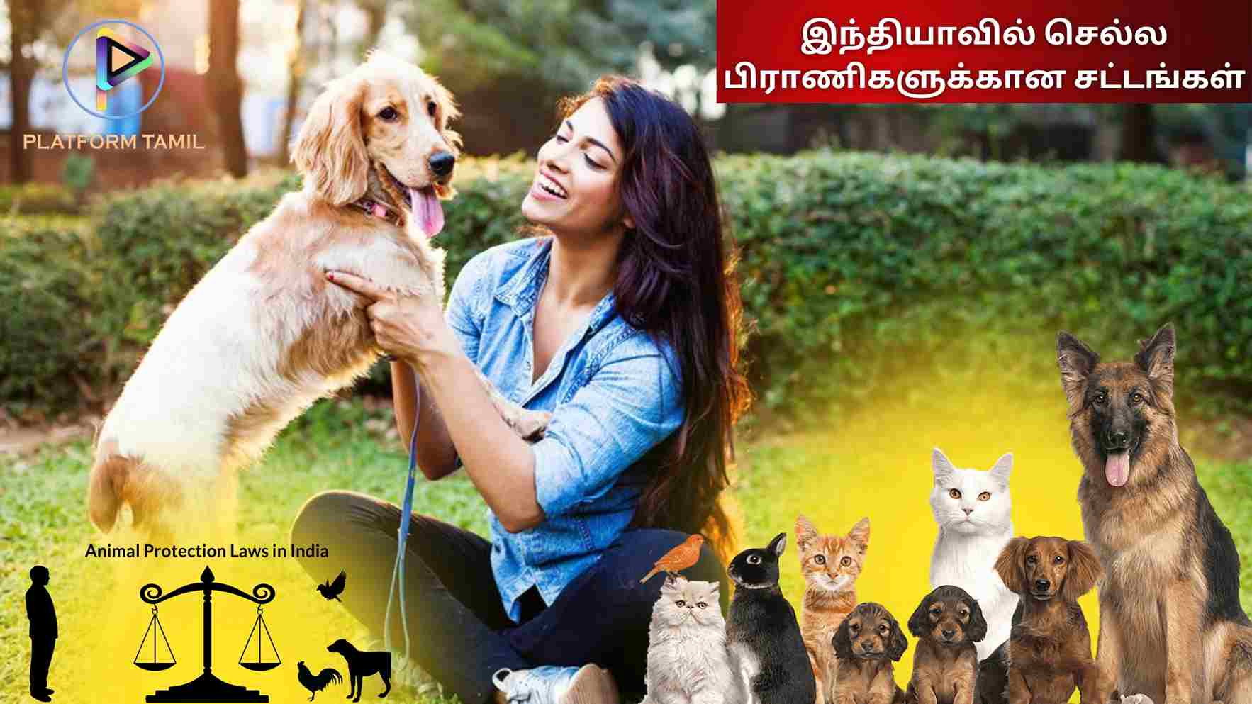 Pet Animals Laws in India - Platform Tamil