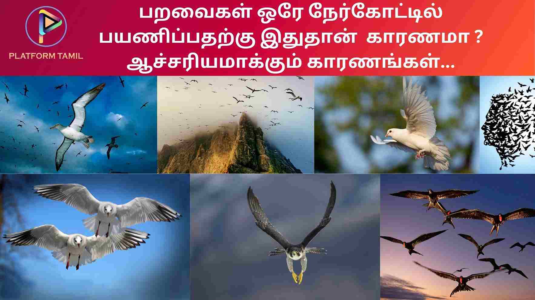 Birds Flying in the Sky - Platform Tamil
