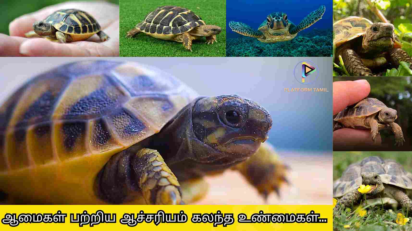Interesting Facts About Turtles - Platform Tamil