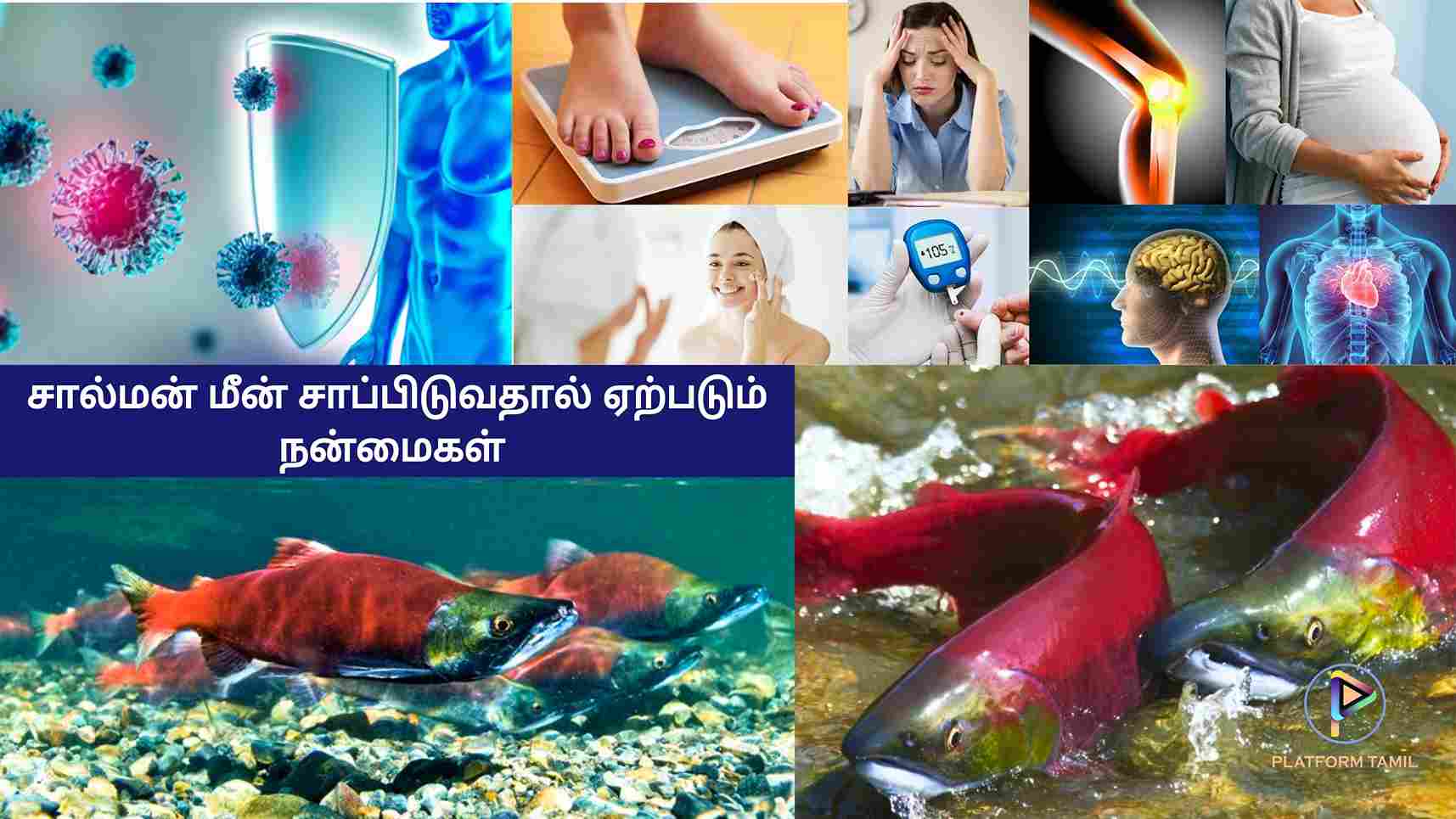 Salmon Fish in Tamil: சால்மன் மீன் - Platform Tamil