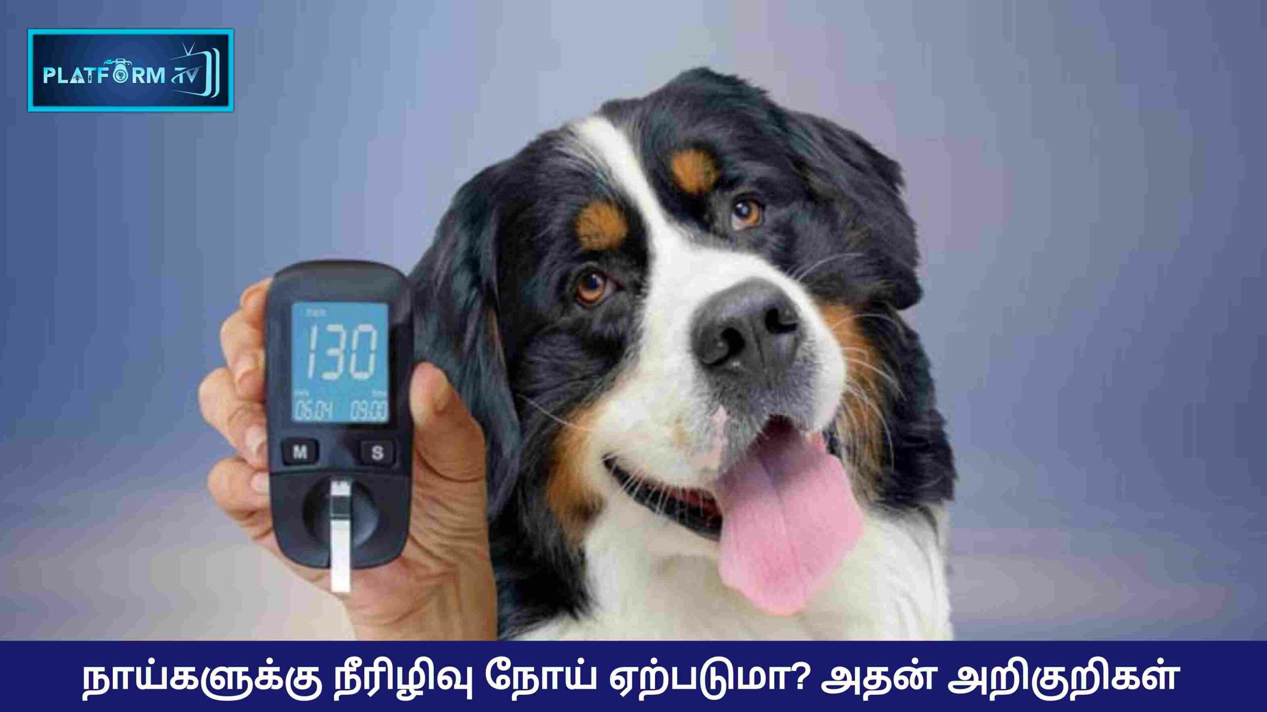 Diabetes In Dogs - Platform Tamil