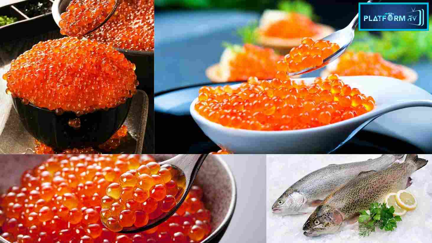 Fish Egg Benefits - Platform Tamil