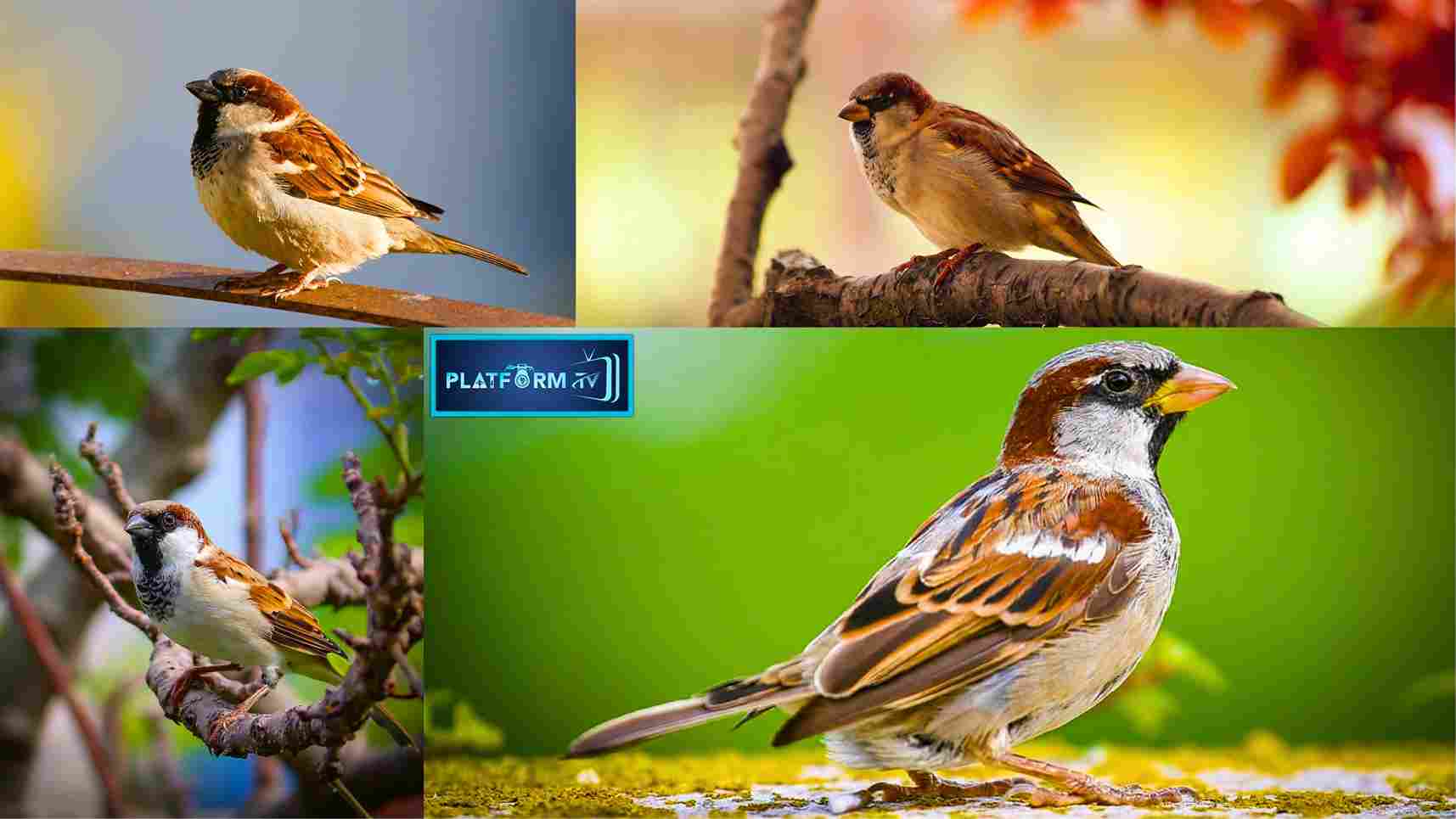 Sparrows - Platform Tamil