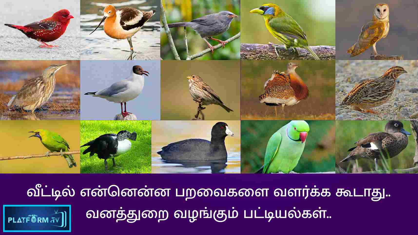 What birds should not be kept at home - Platform Tamil
