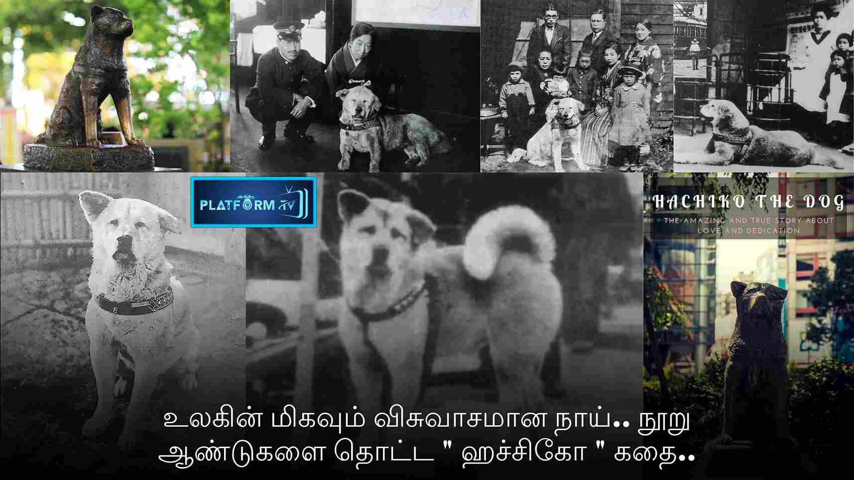 World's Most Loyal Dog - Platform Tamil