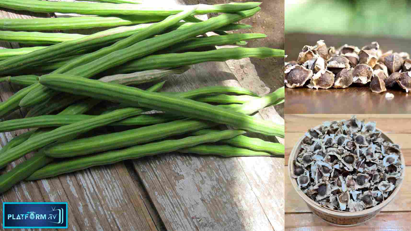 Health Benefits Of Moringa Seeds - Platform Tamil