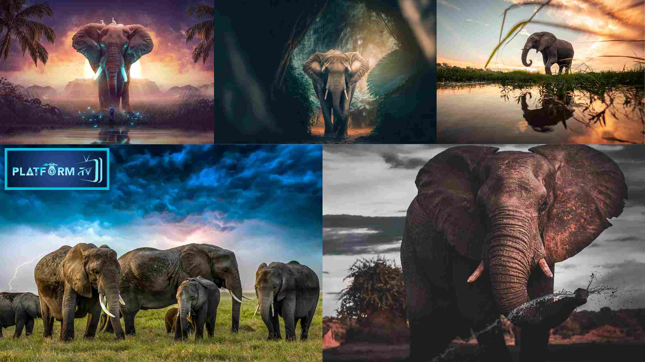 Interesting Facts About Elephants - Platform Tamil
