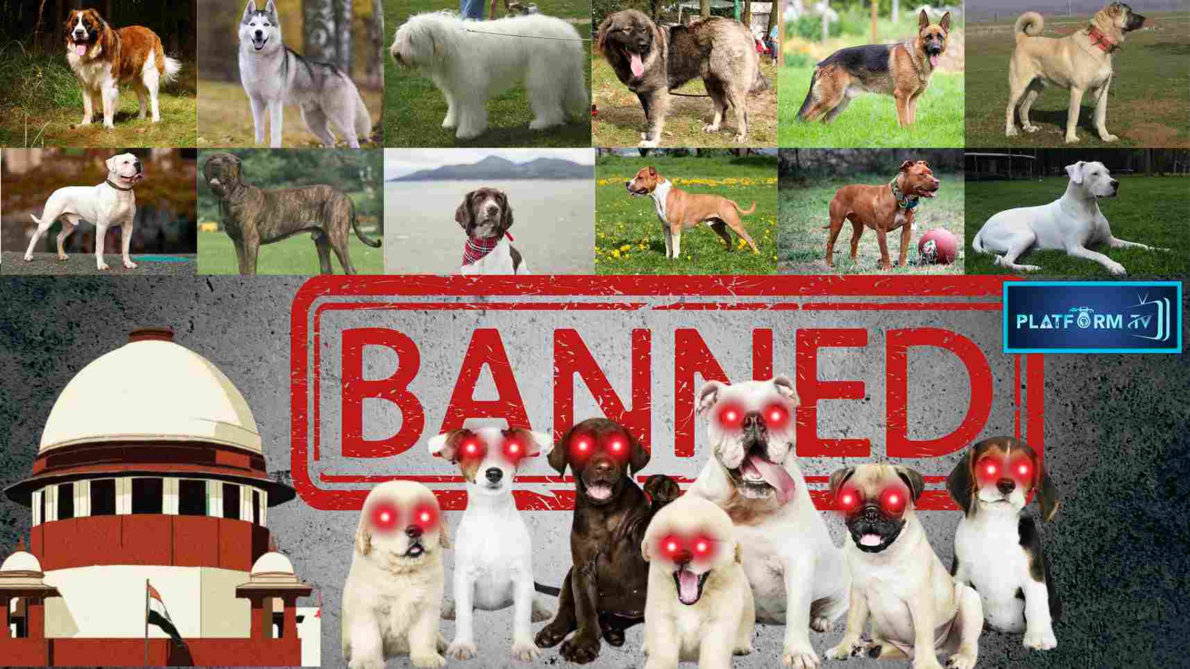 23 Types Of Foreign Dogs Are Banned In India - Platform Tamil