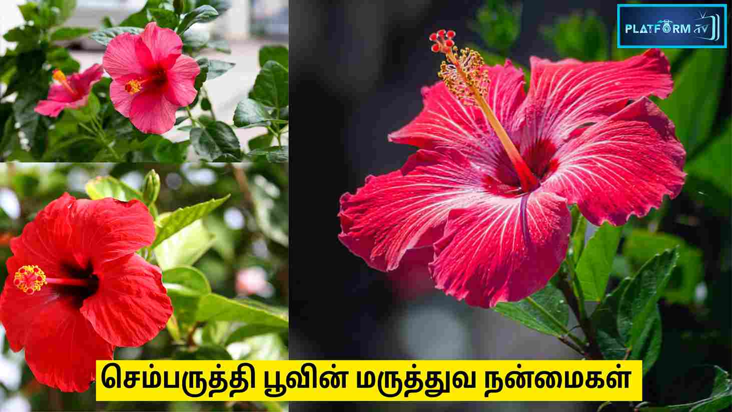 Hibiscus Flower - Platform Tamil