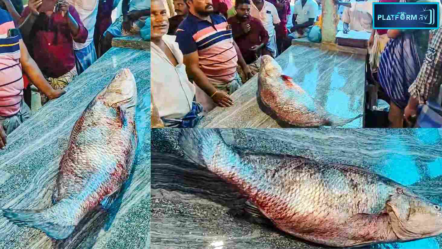Rare Species Of Fish Cattail - Platform Tamil