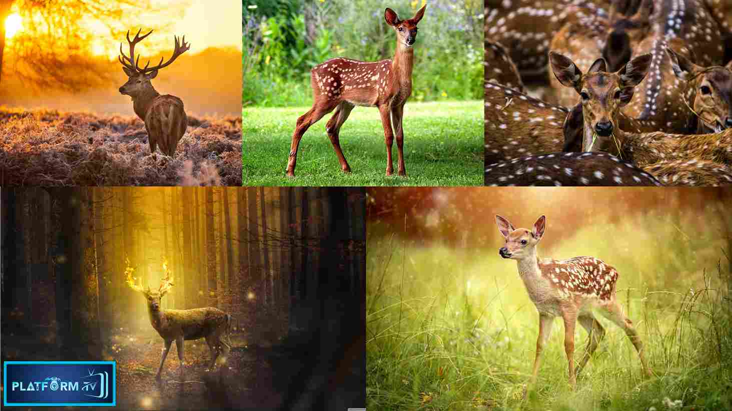 Unknown Facts About Deer - Platform Tamil